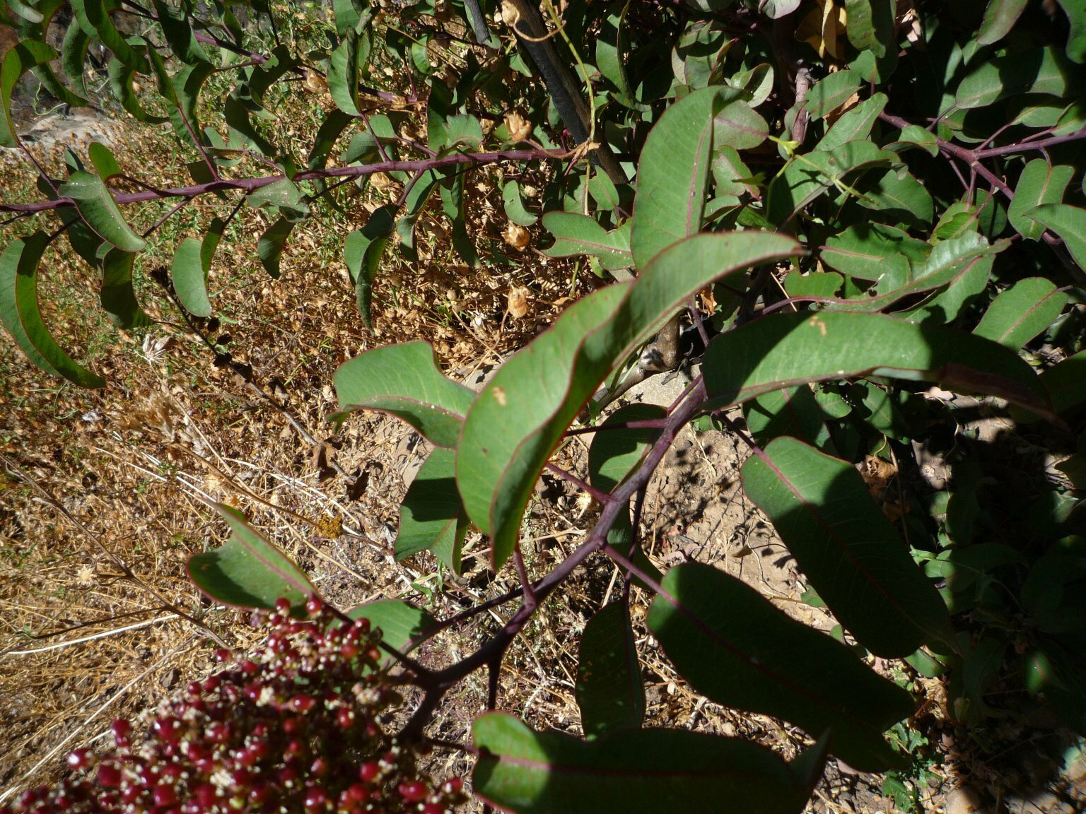 High Resolution Malosma laurina Leaf